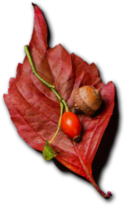 Foodcorridor Catering Services